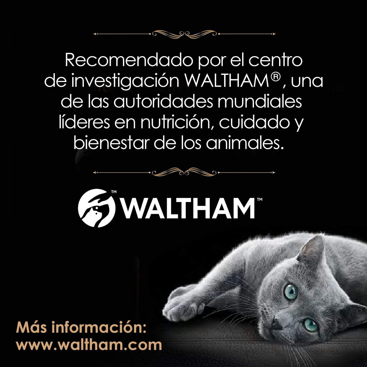 Sheba - Alimento Húmedo para Gato Adulto, Sabor Filetes De Atún Marinado 85g c/u. Paquete de 24 Unidades, SIn Colorantes ni Sabores Artificiales