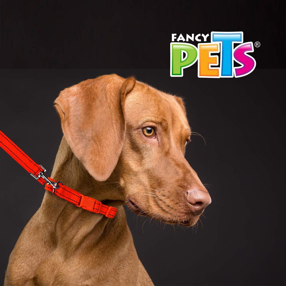 Fancy Pets Correa con Collar de Nylon para Perro con Bandas Reflejantes Tamaño Chico