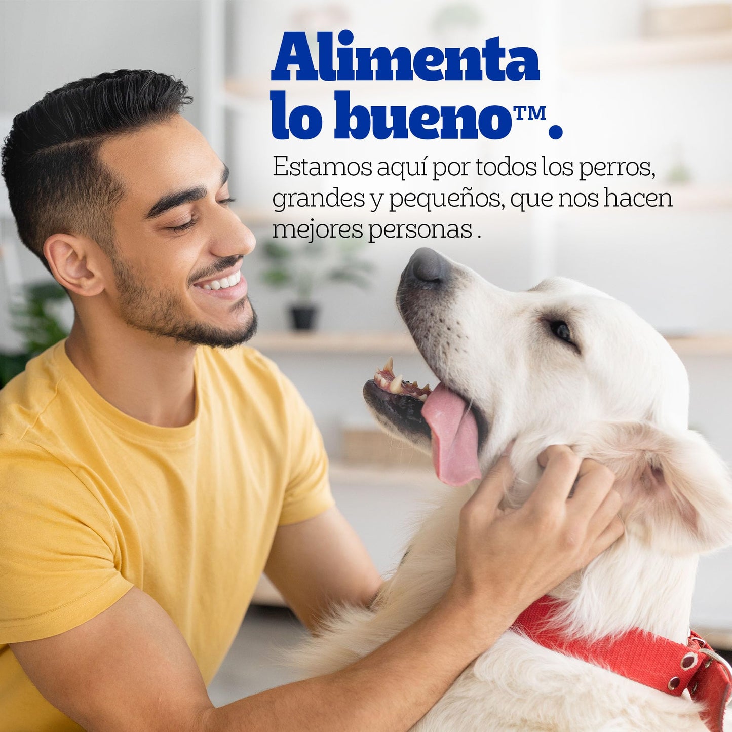 Pedigree Alimento Húmedo para Perro Adulto Res En Filetes 24 Sobres