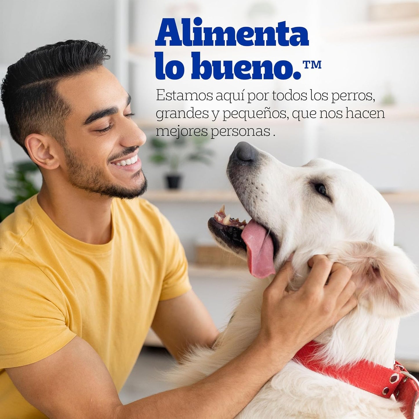 Pedigree - Sobres para Perro, Raza Pequeña, Sabor Cordero, con Ingredientes Naturales, Proteínas y Fibra, 24 Sobres, 100g c/u