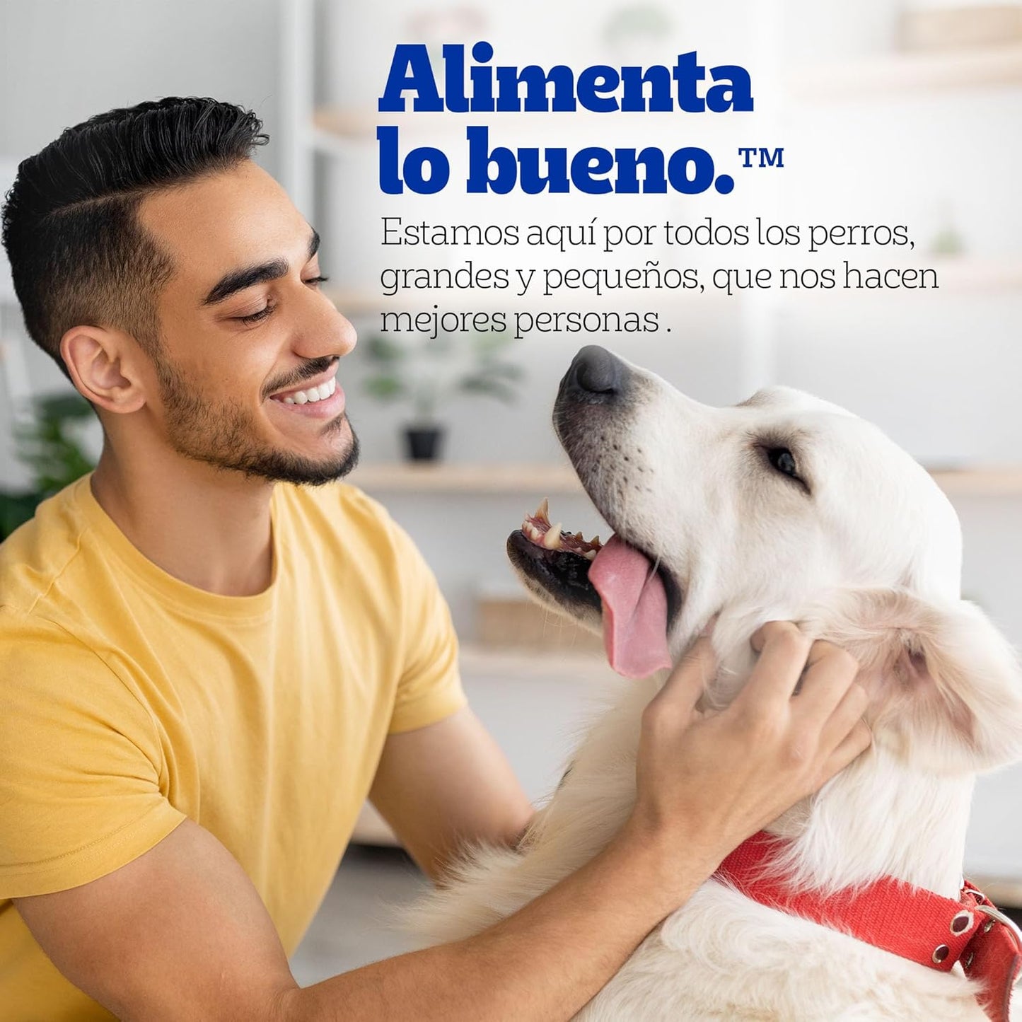 Pedigree - Sobres para Perro Cachorro, Res En Filetes, Nutrición para tu Mascota, Proteínas y Fibras, 24 Sobres