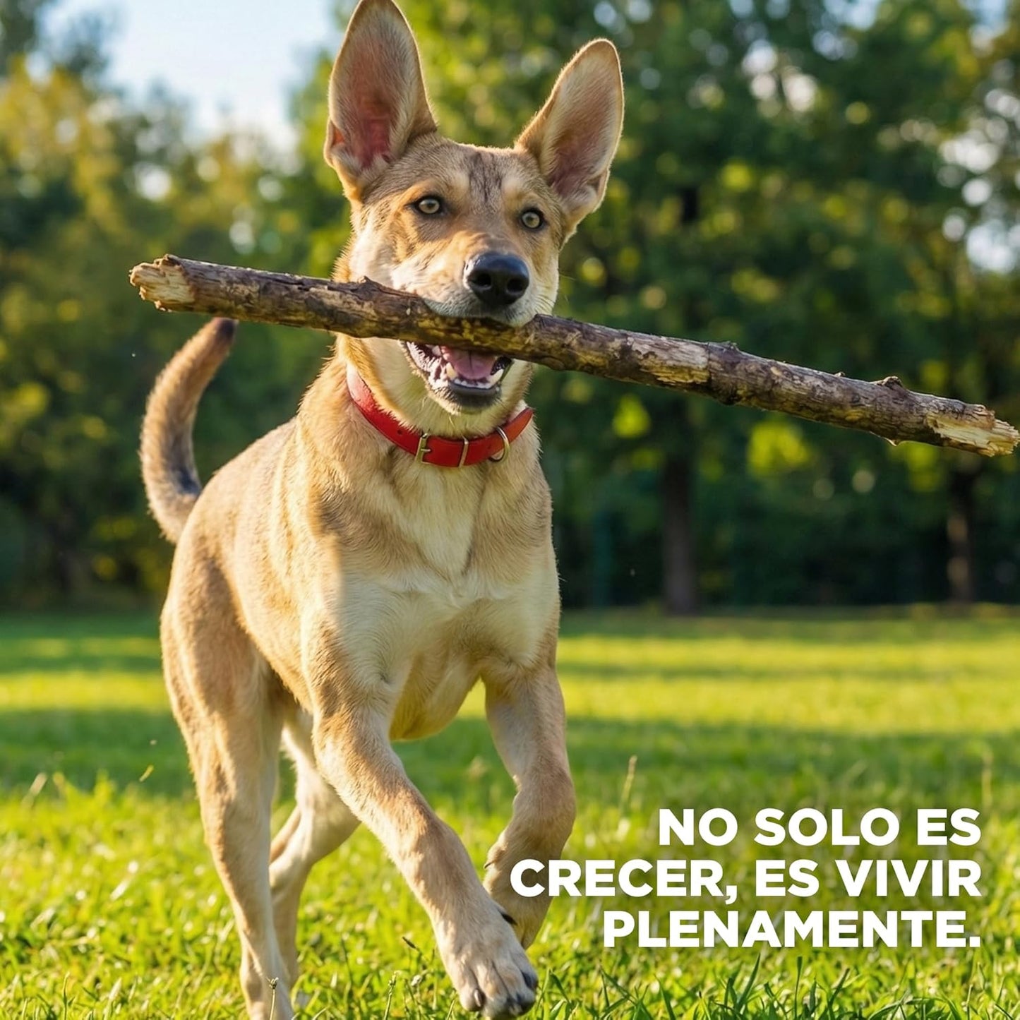 Hill's Science Diet, Croquetas para Perro Adulto Sabor Pollo 3 kg, Ayuda a Construir Las Bases para la Salud a Largo Plazo, Piel y Pelaje Sanos